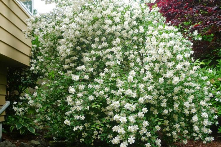 Tchobouchnik - photo