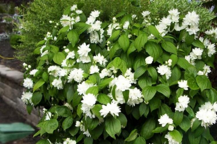 Tchobouchnik - photo