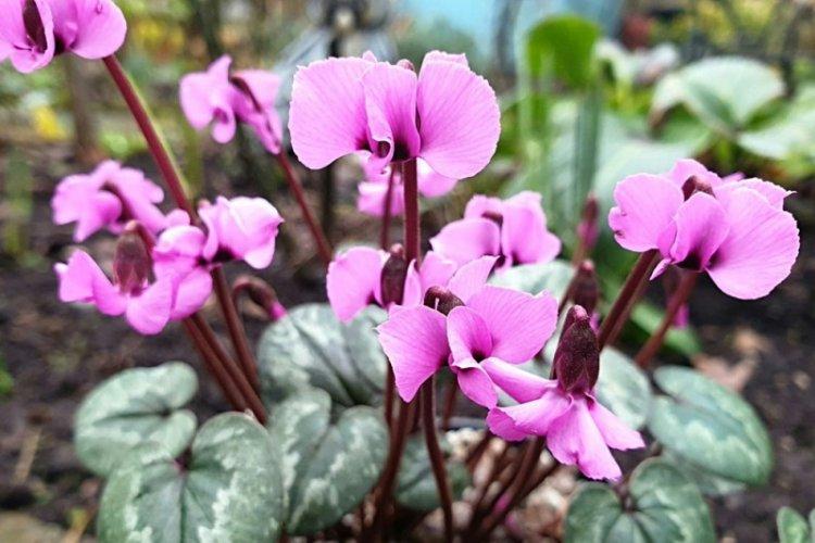 Informations générales - Cyclamen