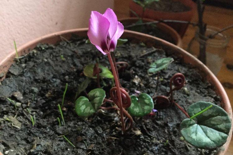 Arrosage - Cyclamen Care