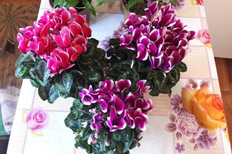 Engrais et alimentation - Soin du cyclamen