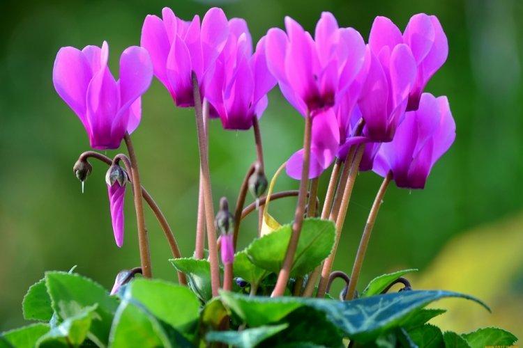 Cyclamen - photo
