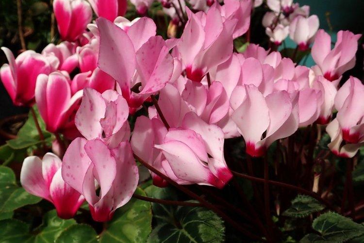 Cyclamen - photo