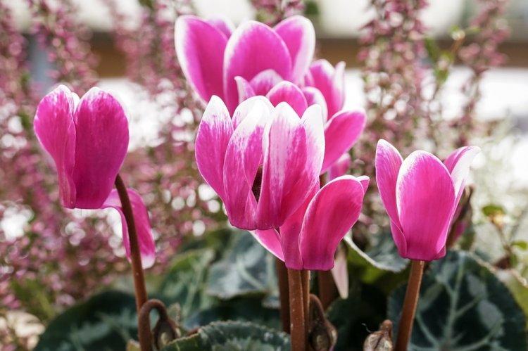 Cyclamen - photo