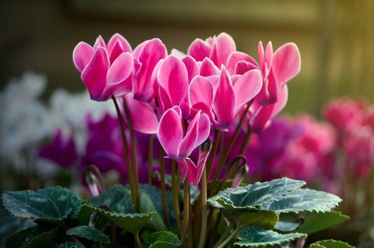 Cyclamen - photo