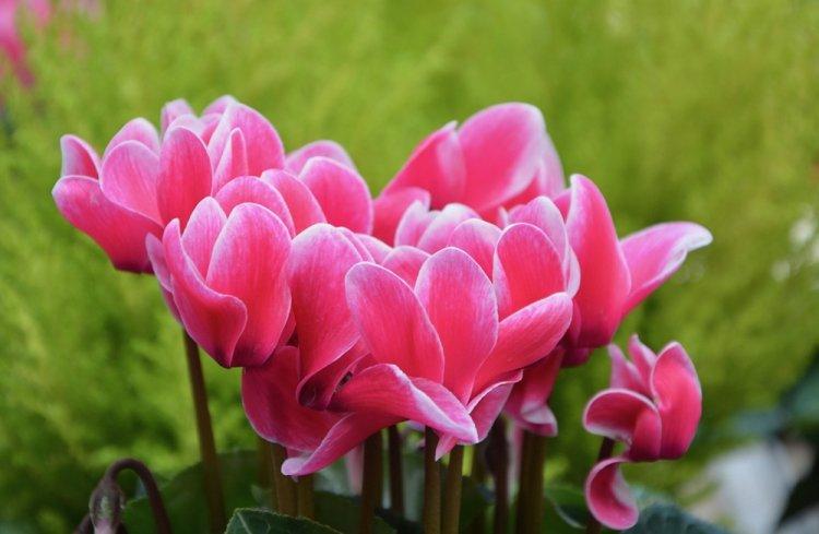 Cyclamen - photo