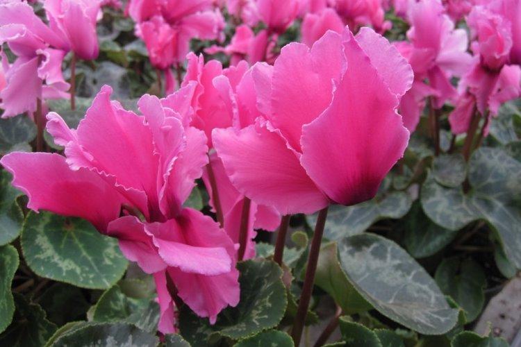 Cyclamen - photo