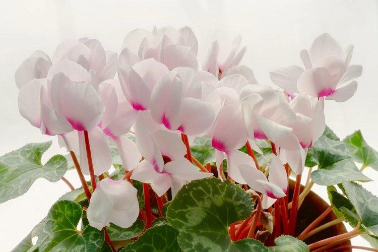 Cyclamen - photo