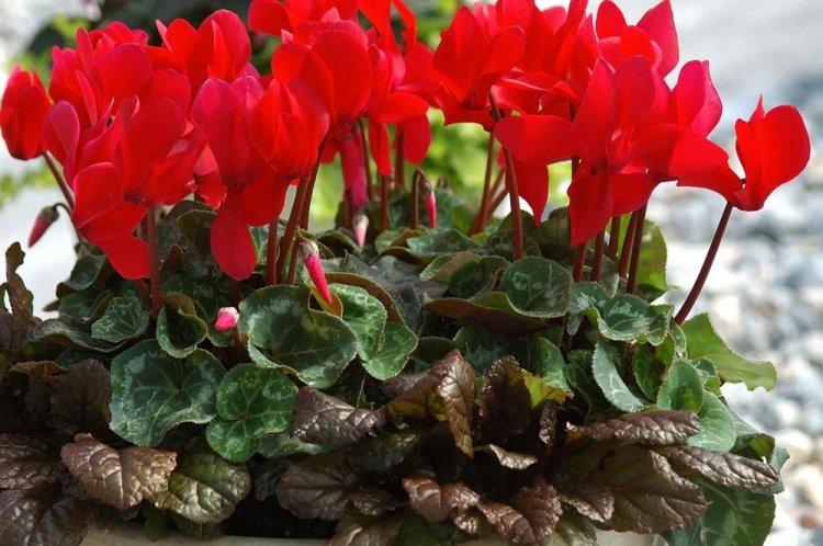Cyclamen - photo