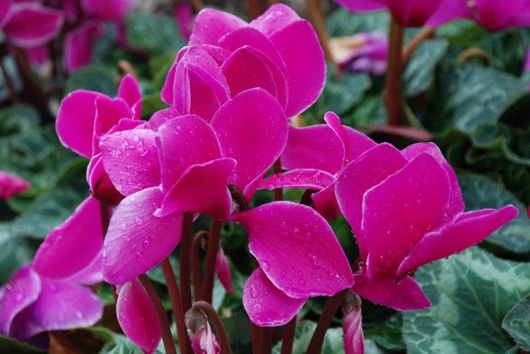 Cyclamen - photo