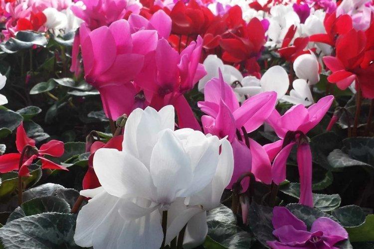 Cyclamen - photo