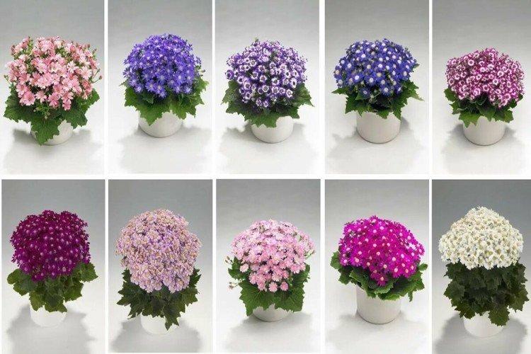 Cinéraire sanglante - Types de cinéraire