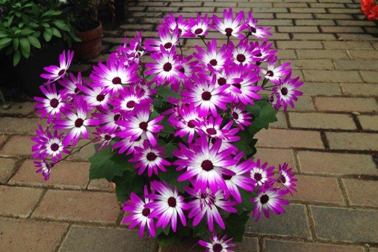 Transplantation - Cineraria Care