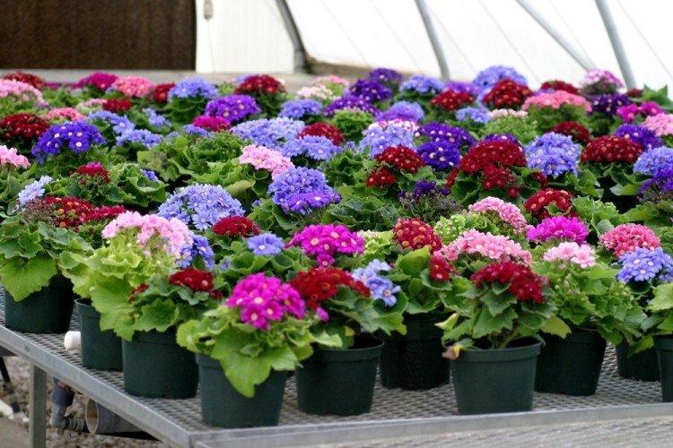 Reproduction - Prendre soin de la cinéraire