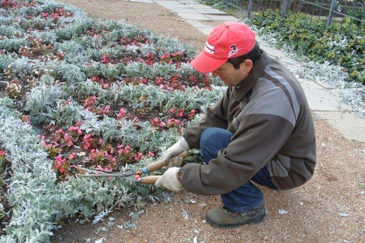 Taille - Cineraria Care