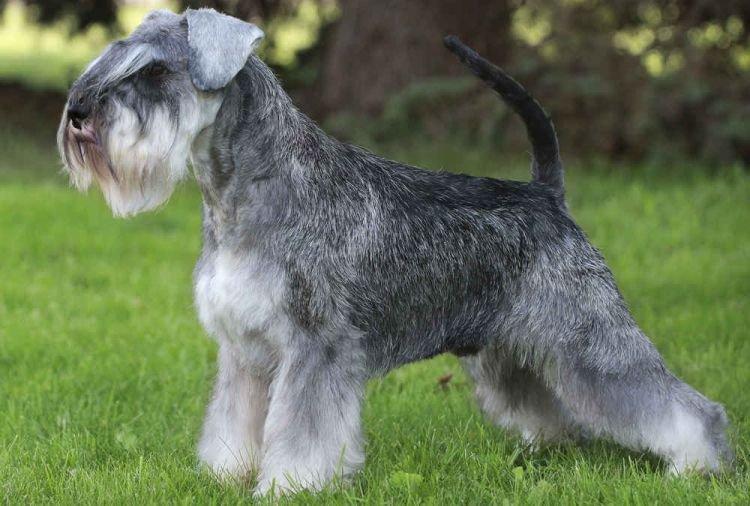 Histoire d'origine - Schnauzer nain