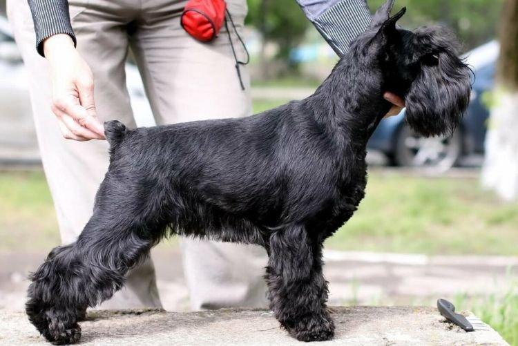 Apparence - Schnauzer nain