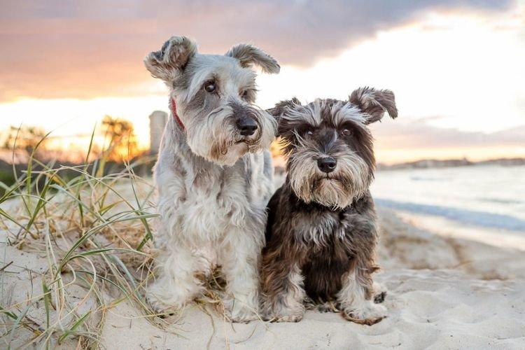 Personnage - Schnauzer nain