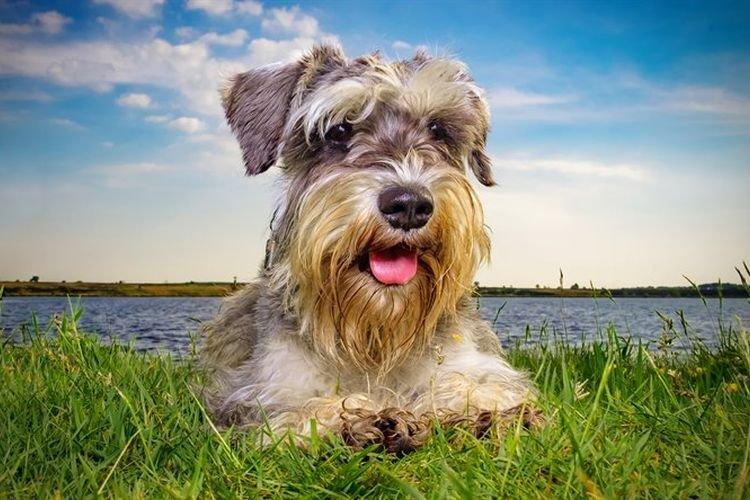 Santé et maladie - Schnauzer nain