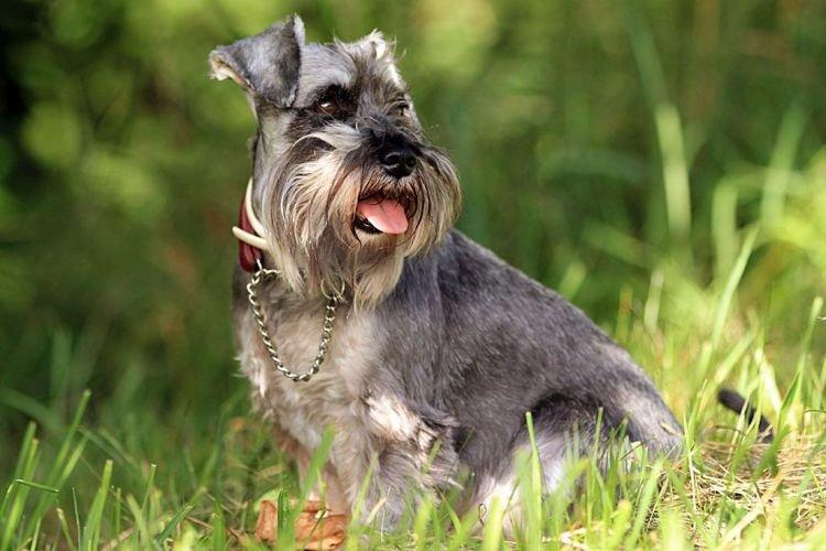 Repas - Schnauzer nain