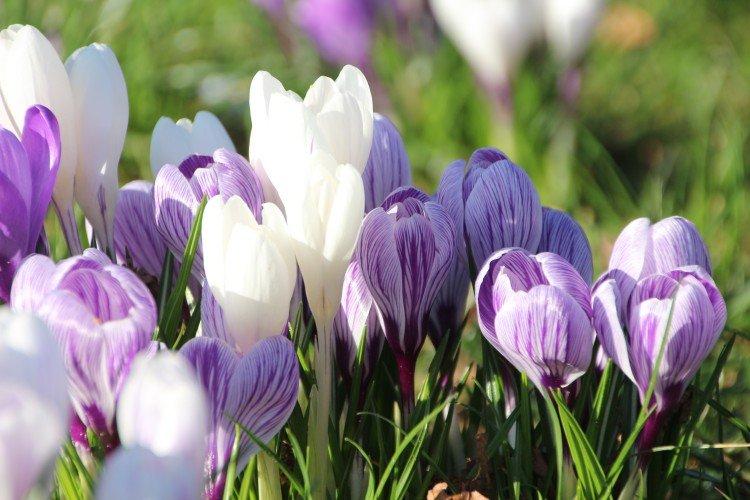 Crocus - Fleurs vivaces pour un parterre de fleurs