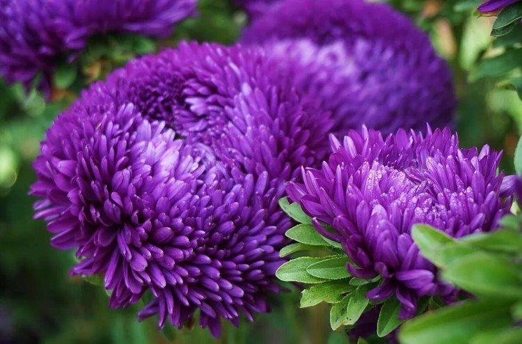 Aster - Fleurs annuelles pour un parterre de fleurs