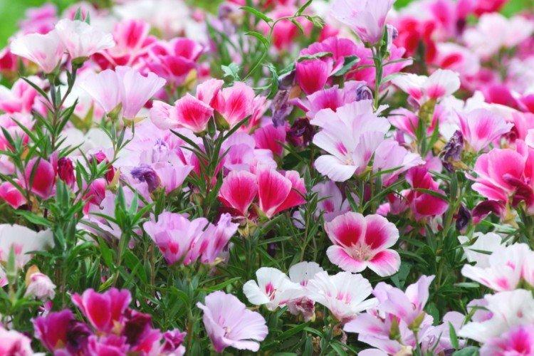 Godetia - Fleurs annuelles pour un parterre de fleurs