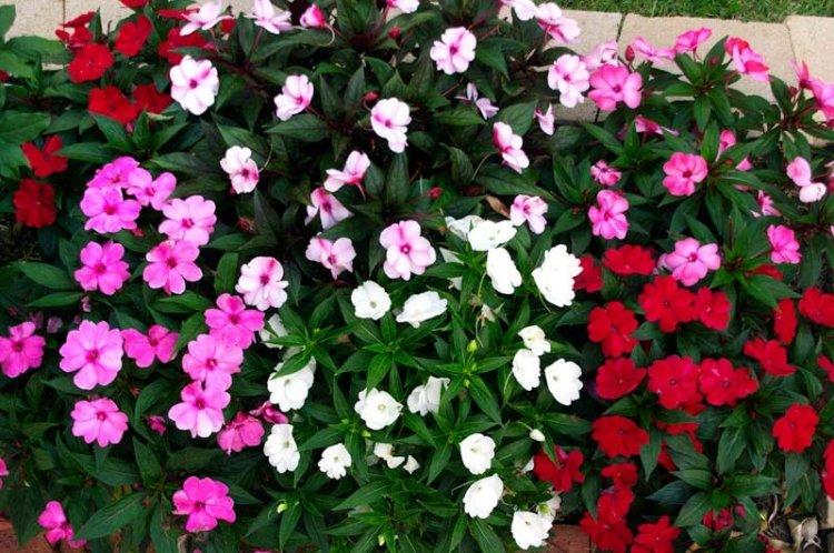 Balsam - Fleurs annuelles pour un parterre de fleurs