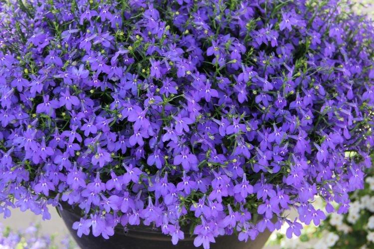 Lobelia - Fleurs comme des cloches