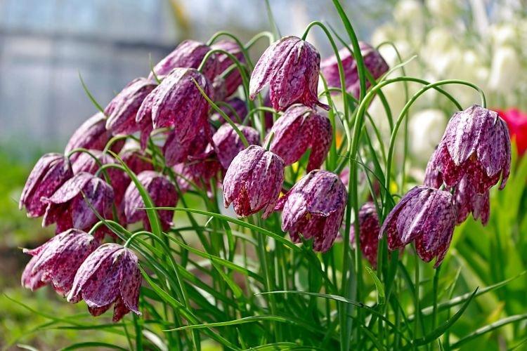 Noisette - Fleurs qui ressemblent à des cloches