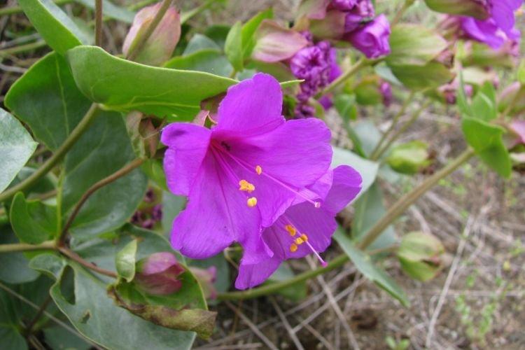 Cyanantus - Fleurs en cloche