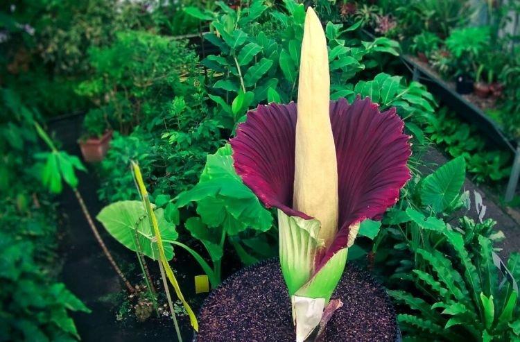 Amorphophallus - Fleurs en cloche
