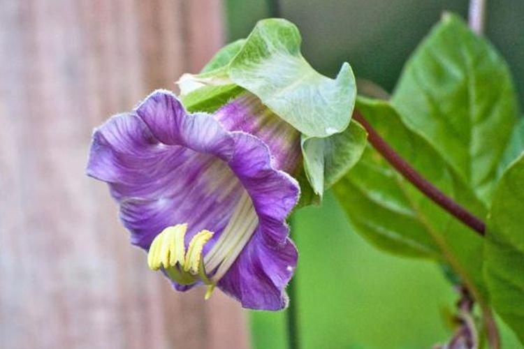 Kobeya - Des fleurs qui ressemblent à des cloches