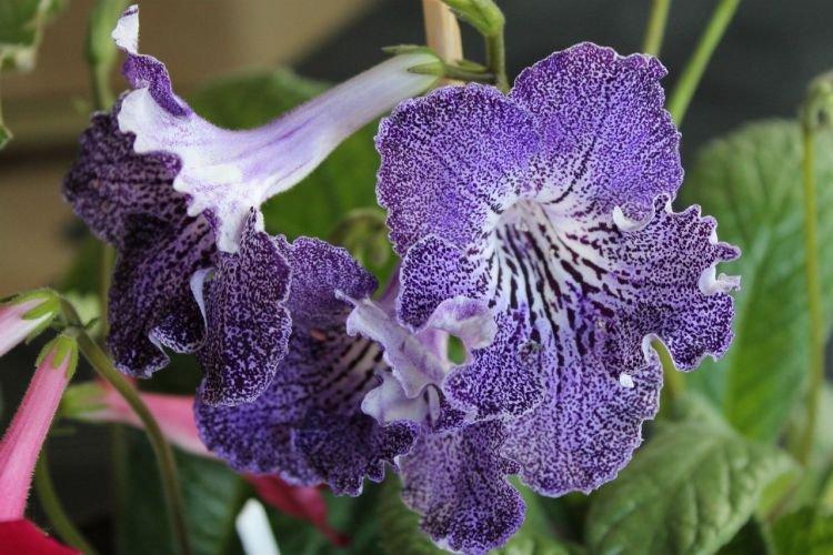 Streptocarpus - Fleurs en cloche