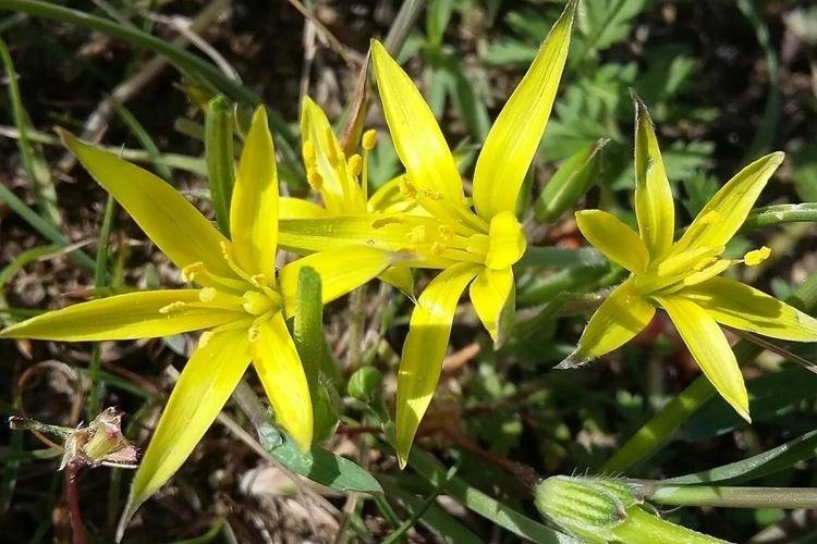 Oignons d'oie - Fleurs comme des lys