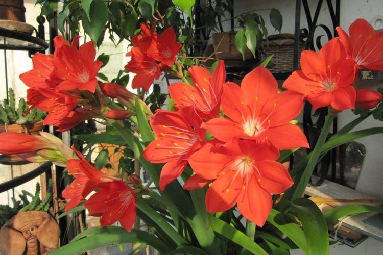 Vallota la belle - Des fleurs comme des lys