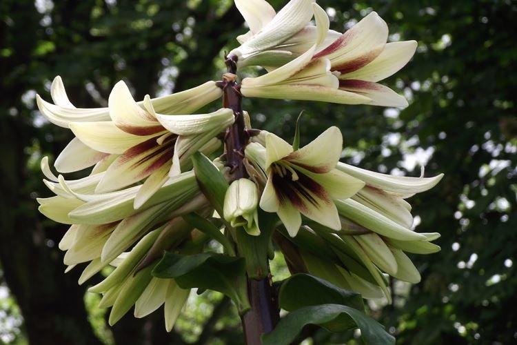 Cardiocrinum - Fleurs comme des lys