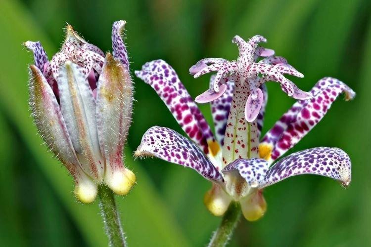 Tricirtis - Fleurs comme des lys
