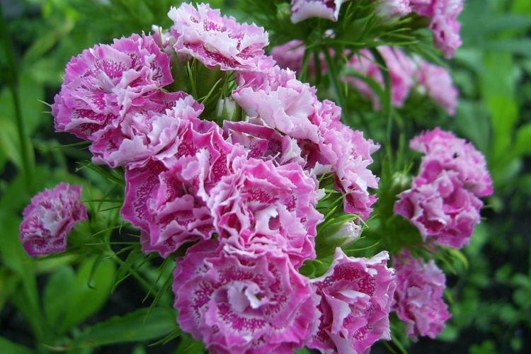 Oeillet double - Fleurs de pivoine