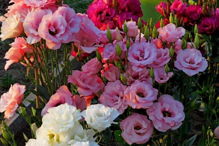 Eustoma - Fleurs semblables aux pivoines