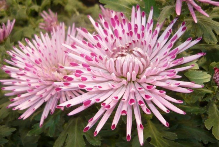 Chrysanthème à grandes fleurs - Fleurs ressemblant à des pivoines
