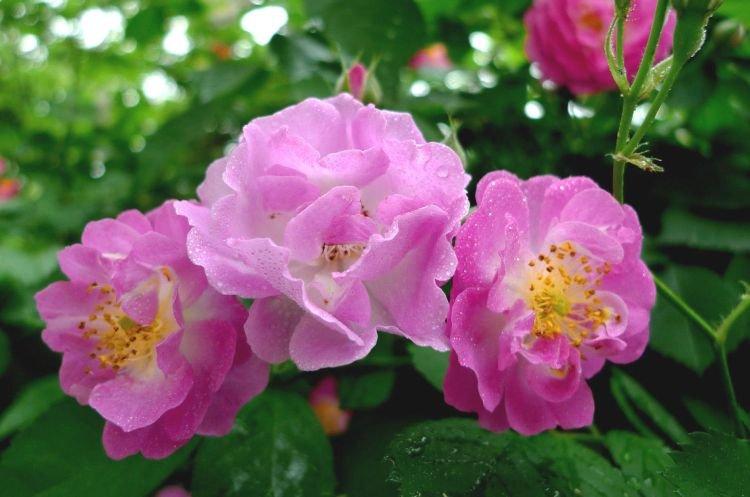 Rose musquée - Fleurs semblables aux pivoines