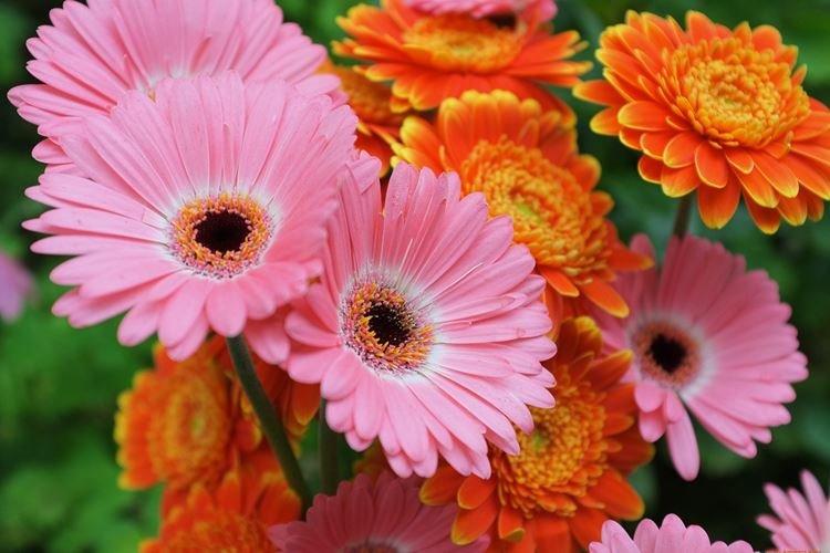 Gerbera - Fleurs semblables aux marguerites