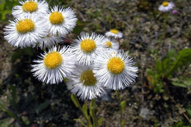 Erigeron - Fleurs semblables aux marguerites