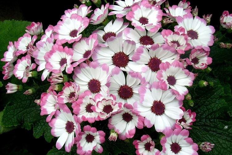 Cineraria - Fleurs ressemblant à de la camomille