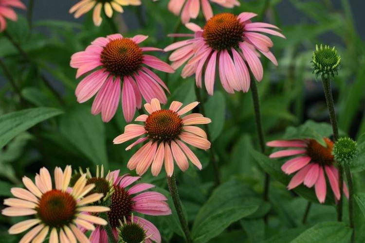 Echinacea - Fleurs ressemblant à de la camomille