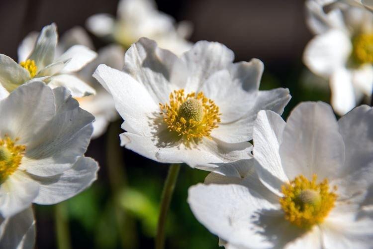 Anémones - Fleurs semblables aux marguerites