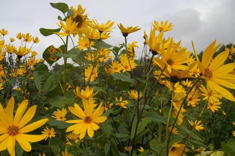 Topinambour - Fleurs de camomille