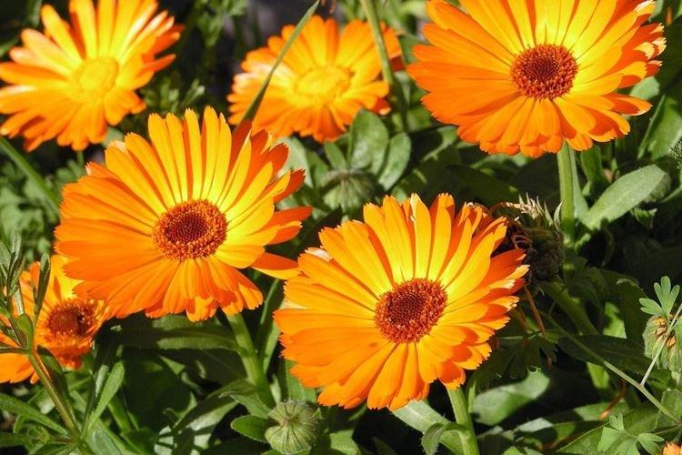 Calendula - Fleurs ressemblant à de la camomille