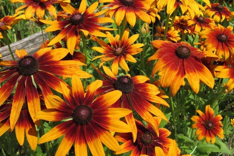 Rudbeckia - Fleurs semblables aux marguerites